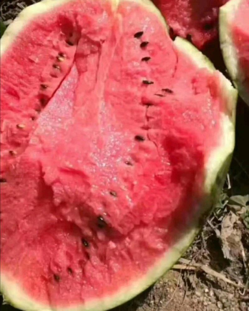 【精选】甜王西瓜产地供应货源充足保质保量代发全国