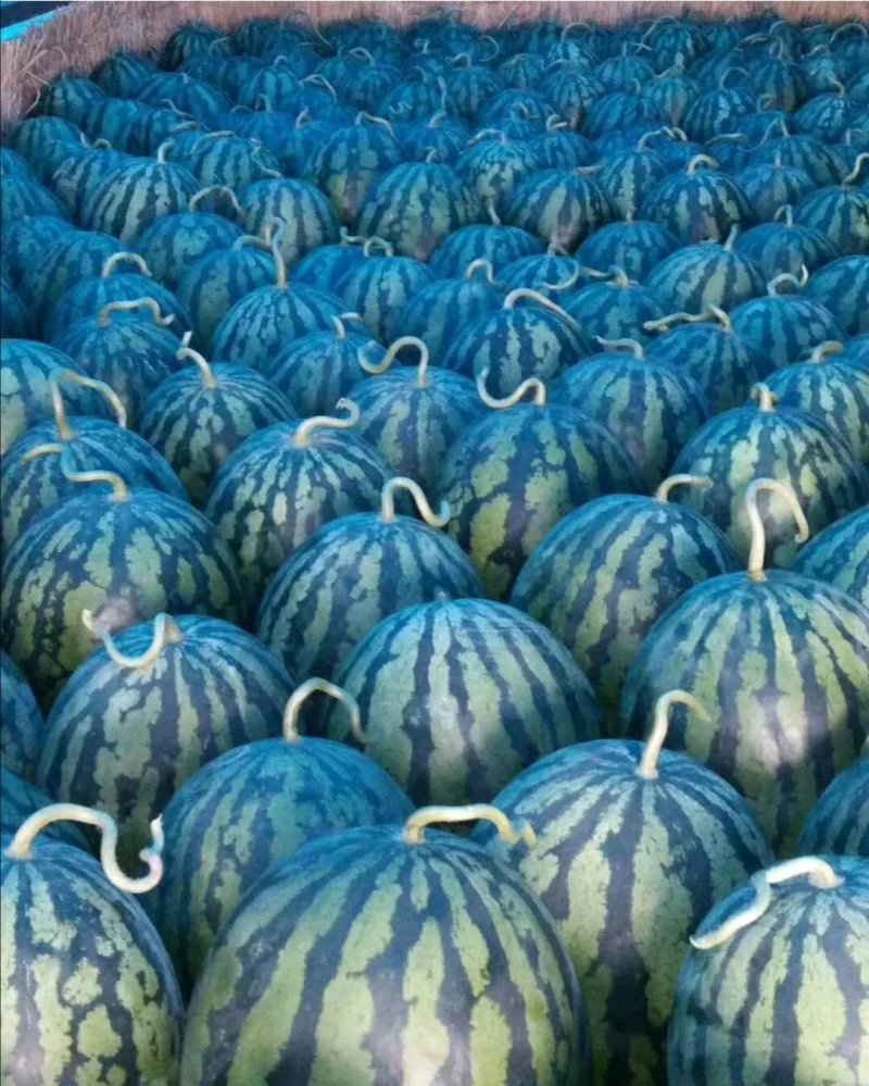 【精选】甜王西瓜产地供应货源充足保质保量代发全国