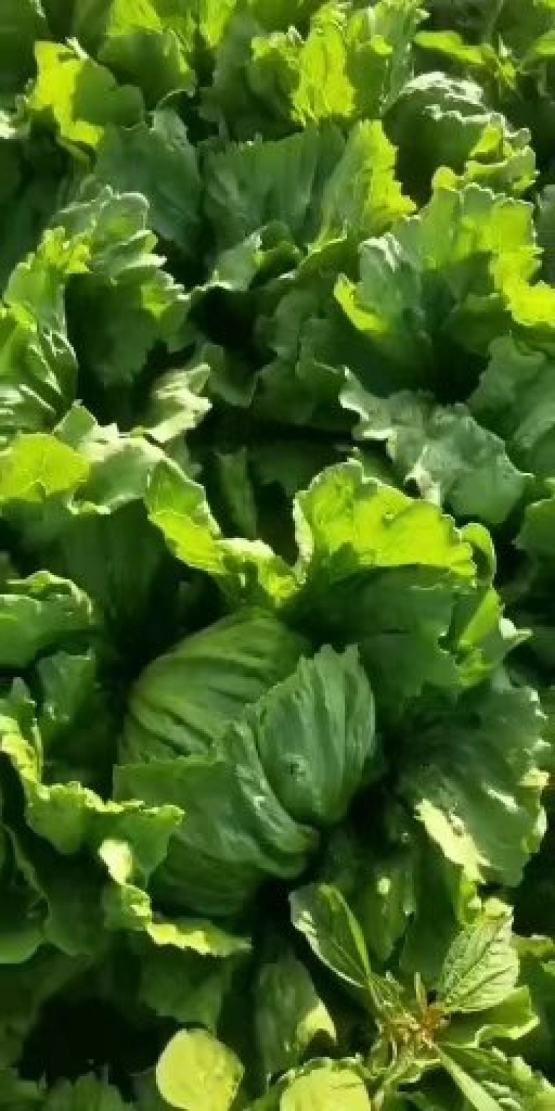 大量批发生菜球