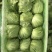 大量批发生菜球