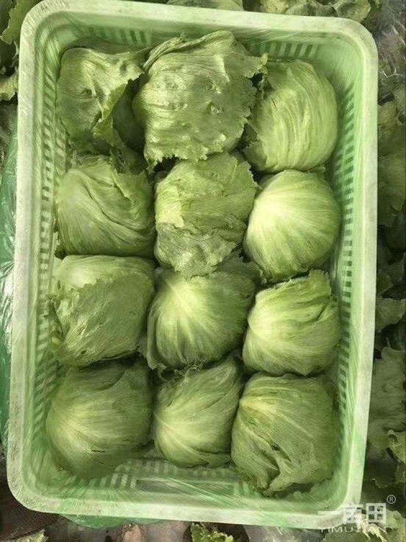 大量批发生菜球