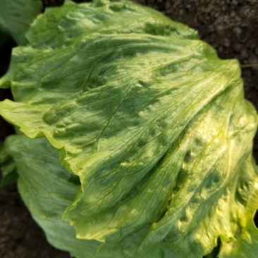 大量批发生菜球