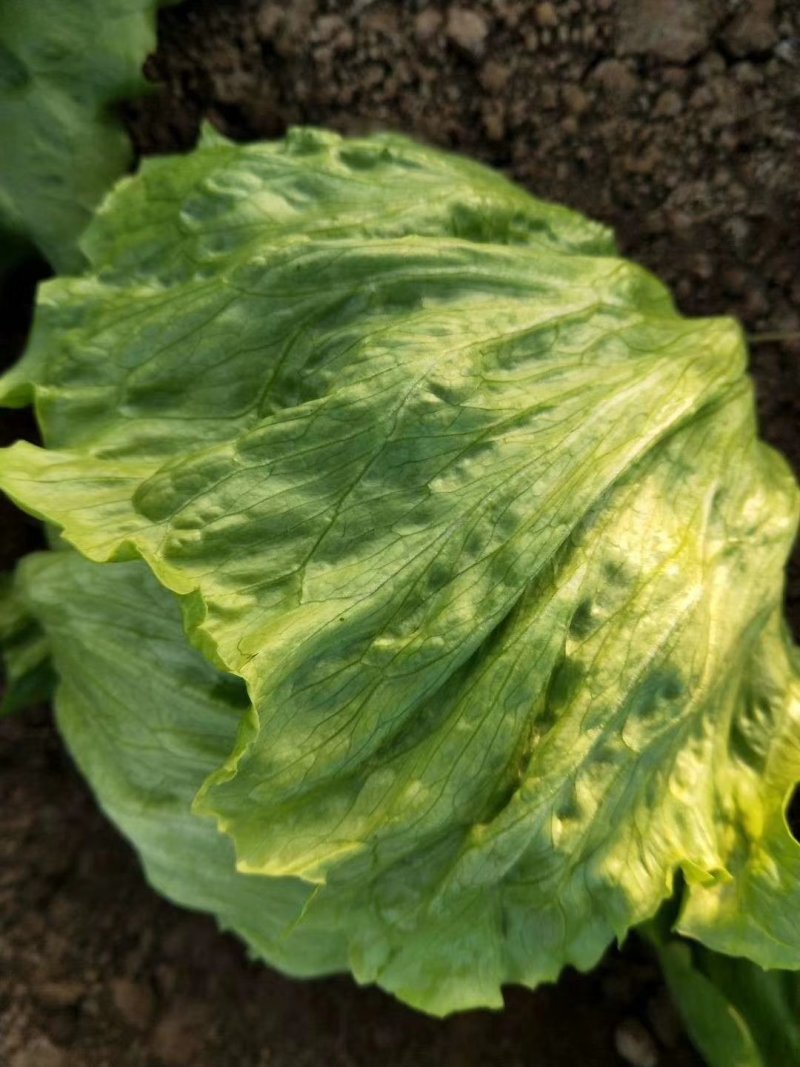 大量批发生菜球