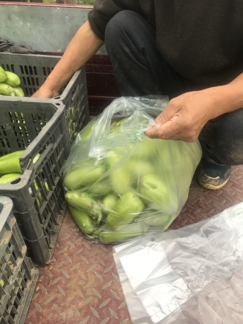 温棚种植，有机种植长条型青茄子基地直供