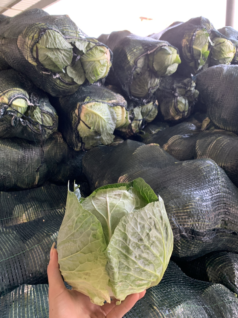 圆包菜铁头铁包福建包菜漳浦铁头产地直供