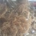 正宗红心猕猴桃苗（原产地直供）品种纯正根系发达全国包邮