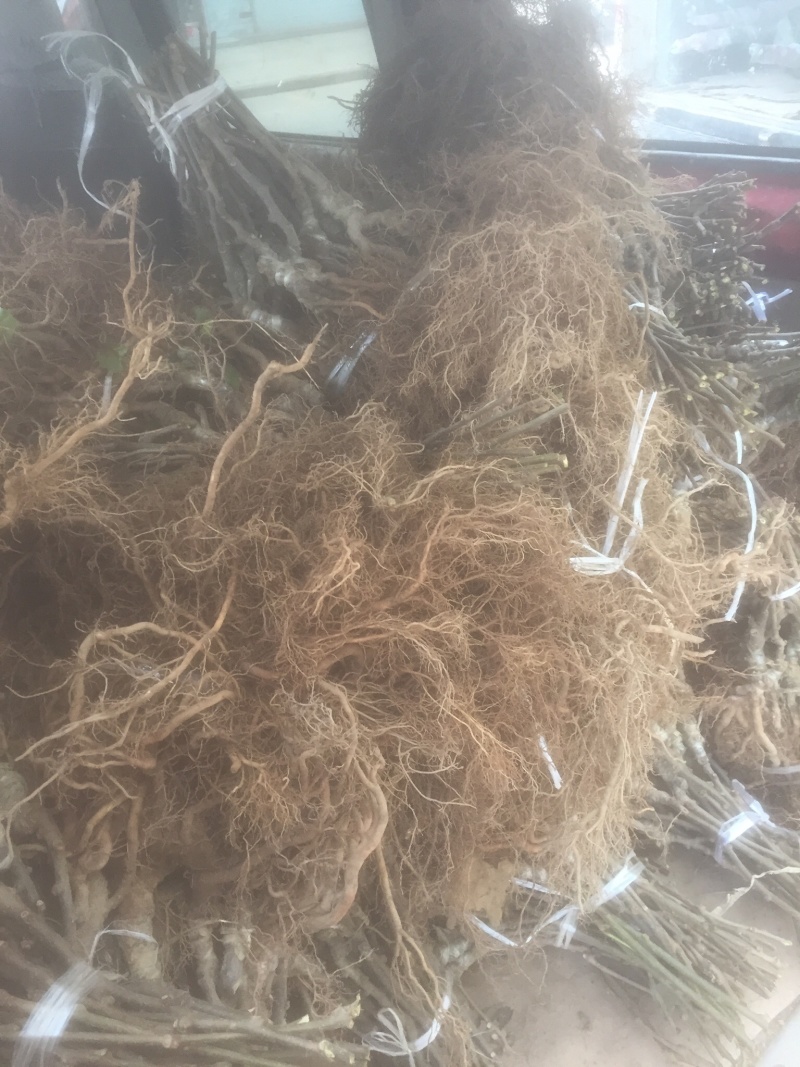 正宗红心猕猴桃苗（原产地直供）品种纯正根系发达全国包邮