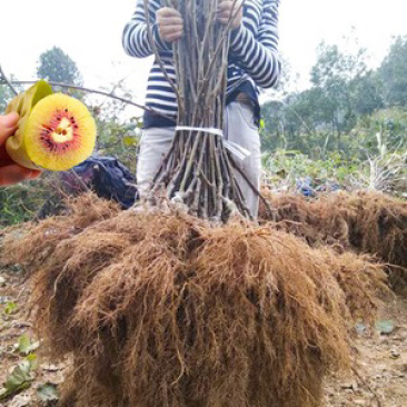 正宗红心猕猴桃苗（原产地直供）品种纯正根系发达全国包邮