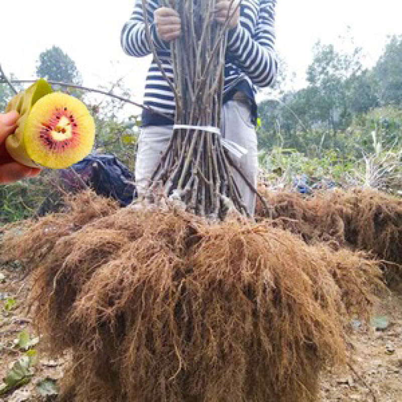 正宗红心猕猴桃苗（原产地直供）品种纯正根系发达全国包邮