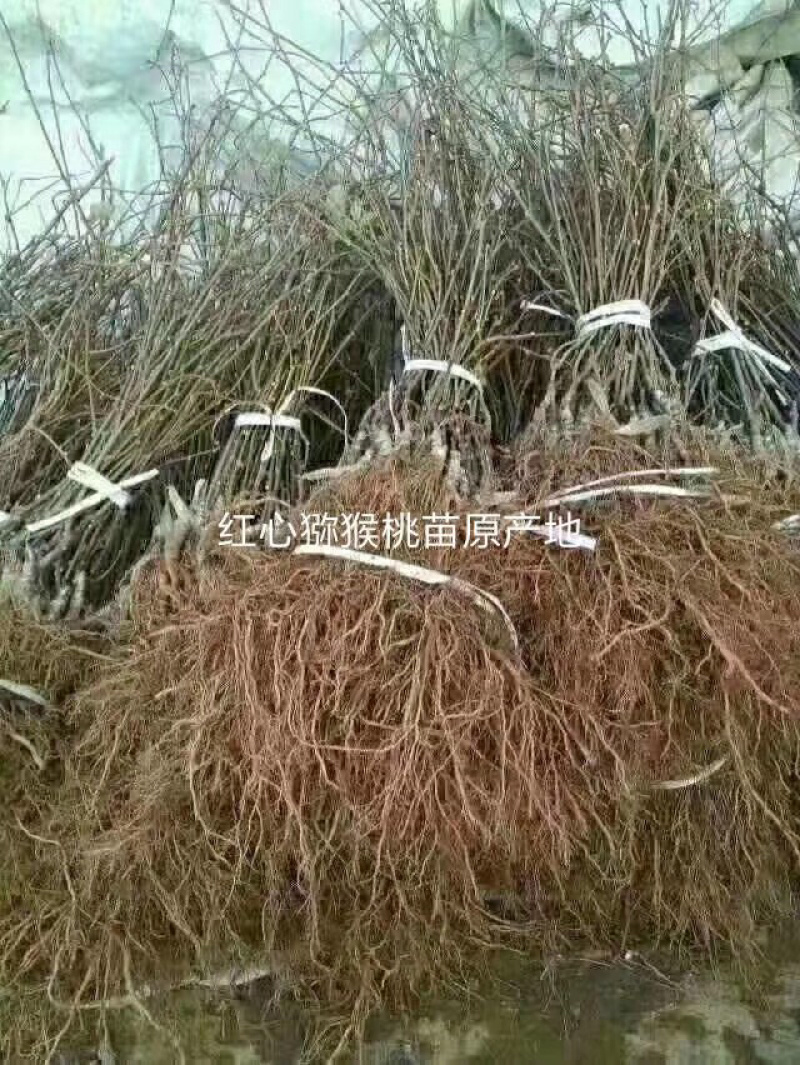 正宗红心猕猴桃苗（原产地直供）品种纯正根系发达全国包邮