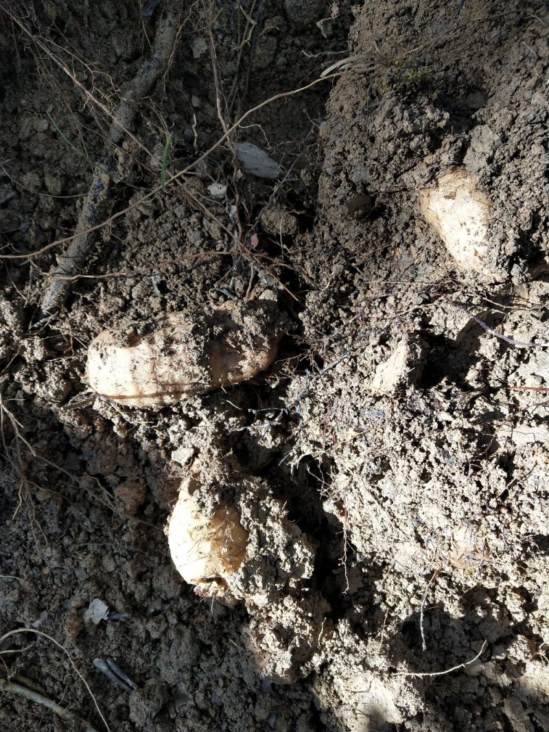 天麻