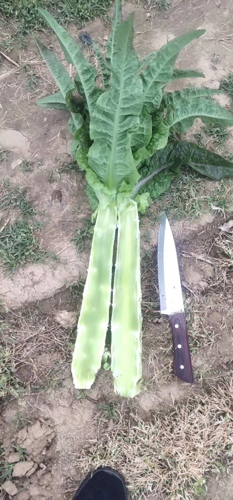 大量莴笋上市中，产地直销，可视频看货，保质保量，合作共赢