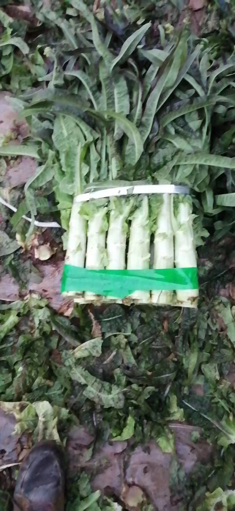 大量莴笋上市中，产地直销，可视频看货，保质保量，合作共赢