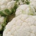 菜花城固菜花1斤半斤以上大量上市保质量保满意