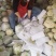 菜花城固菜花1斤半斤以上大量上市保质量保满意