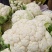 菜花城固菜花1斤半斤以上大量上市保质量保满意