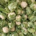 菜花城固菜花1斤半斤以上大量上市保质量保满意