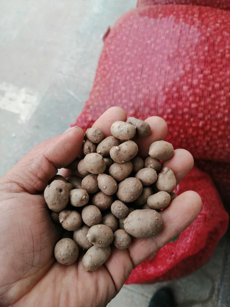 山东山药豆（白玉）质量好产地代发全国各地需要的联系
