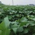 龙薯9号苗