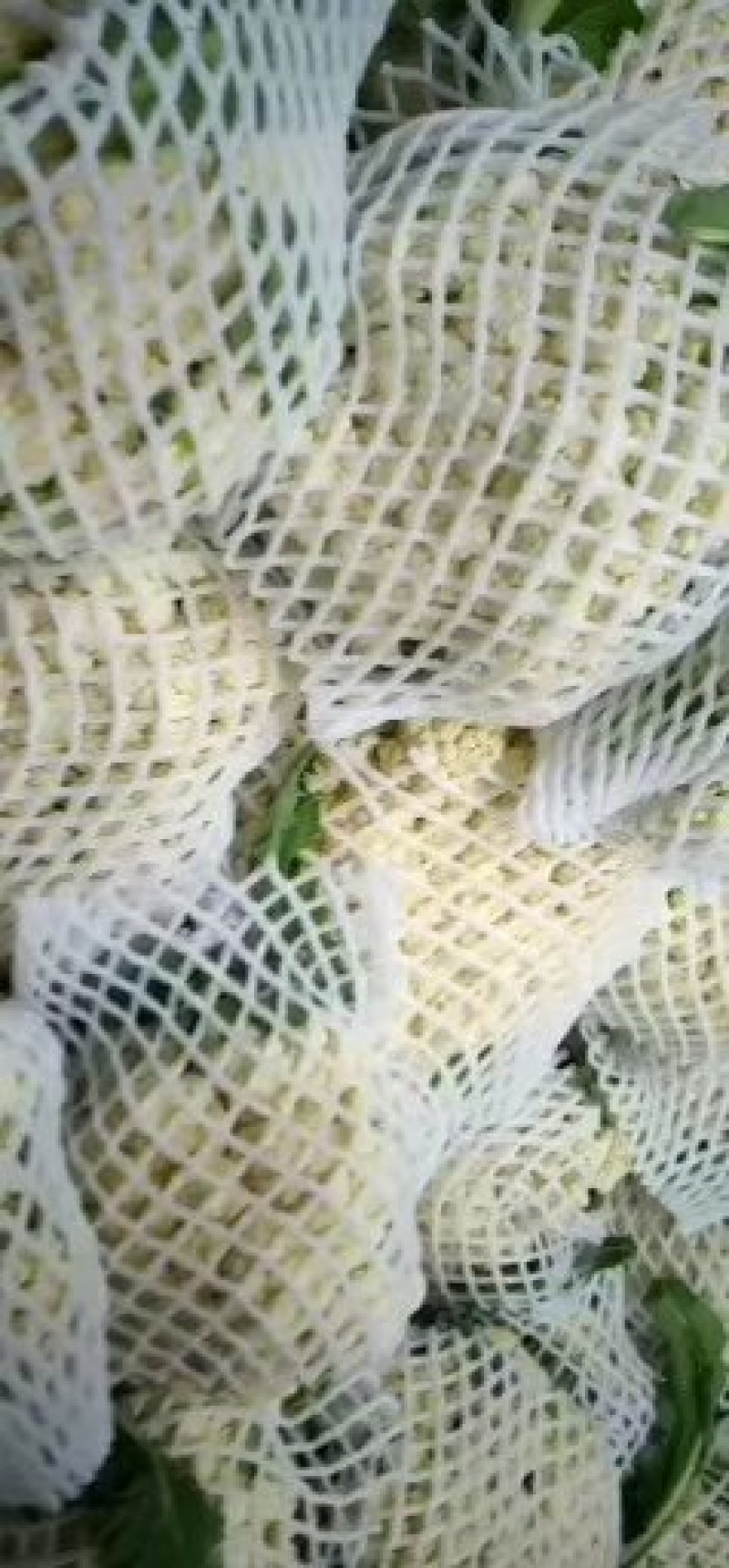 新野县蔬菜种植基地有机花大量出货中，货源充足品质有保证，