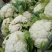 新野县蔬菜种植基地有机花大量出货中，货源充足品质有保证，