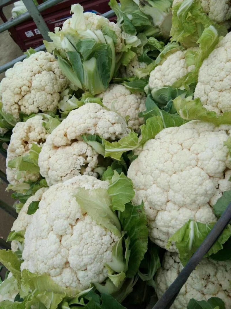 新野县蔬菜种植基地有机花大量出货中，货源充足品质有保证，
