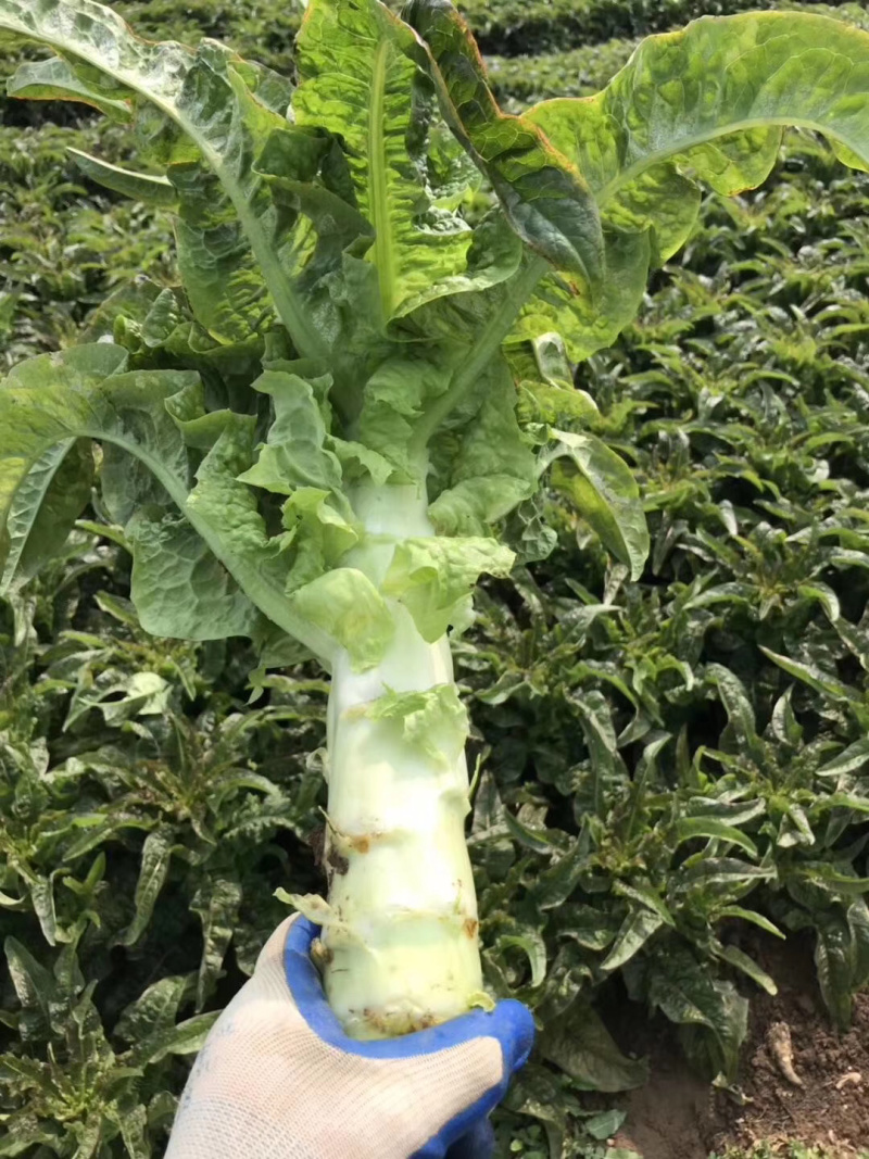 大量莴笋上市中，产地直销，可视频看货，保质保量，合作共赢