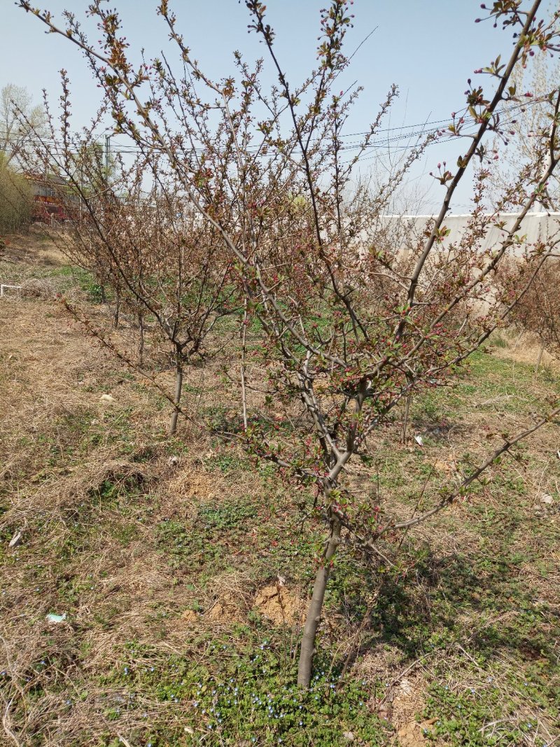 紫荆，丛生紫荆价格咨询