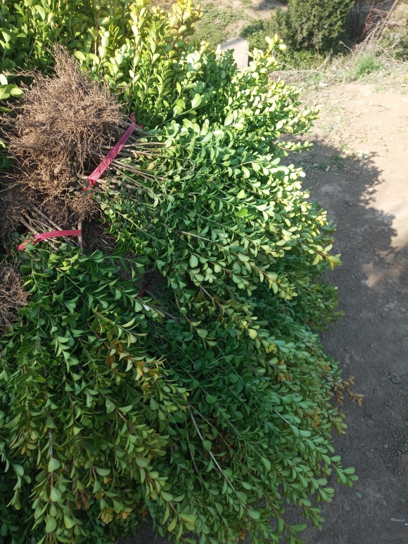 南天竹，南天竹价格咨询