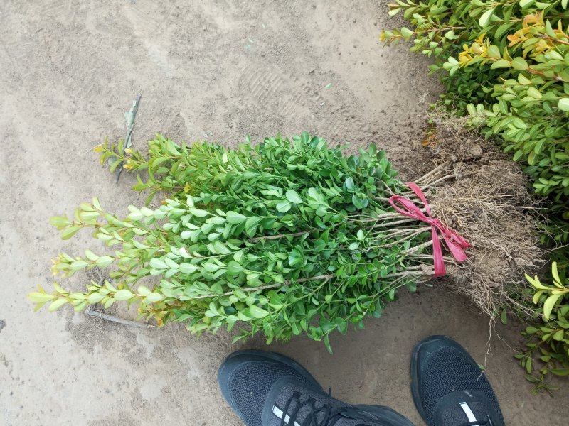 金娃娃萱草，出售金娃娃萱草，价格咨询