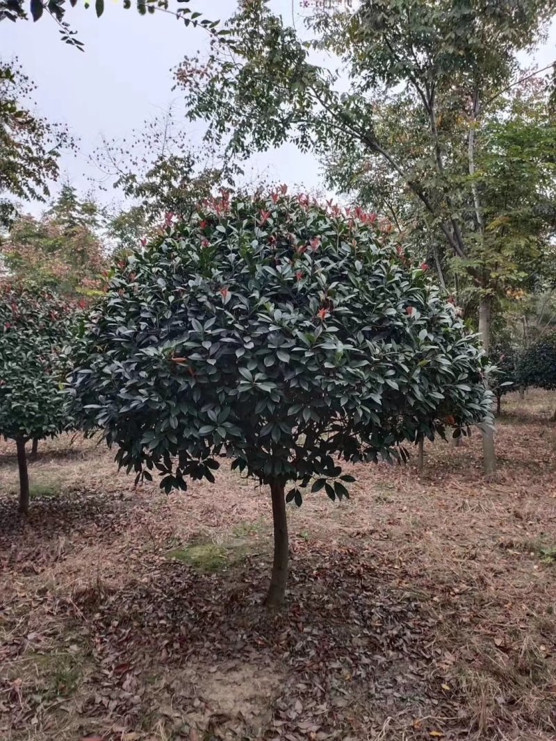 小叶女贞球，小叶女贞球价格咨询