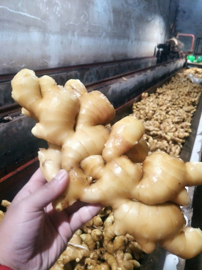 山东优质生姜产地大黄姜农家自种大量库存块大辣味足水洗姜