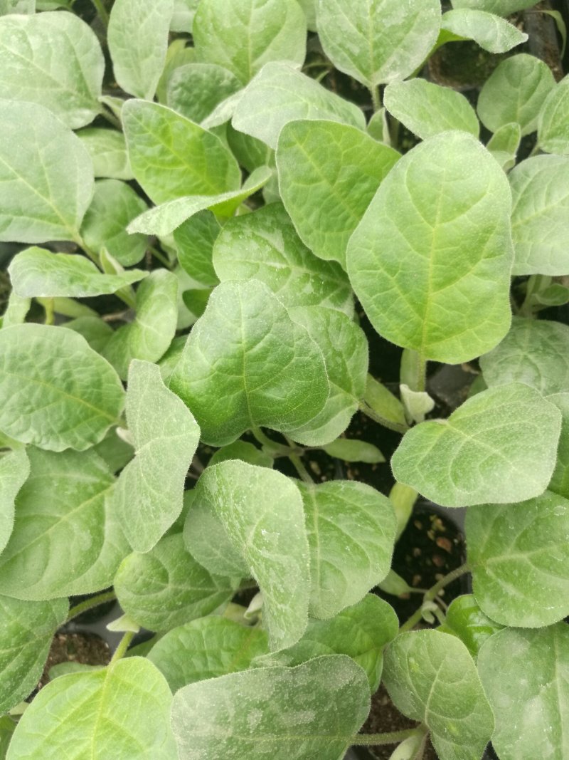 商品性高，深受菜贩喜欢，烧烤型中茄