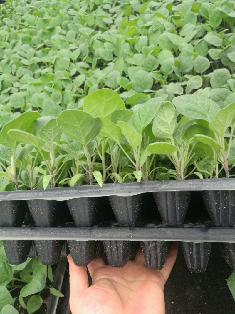 商品性高，深受菜贩喜欢，烧烤型中茄