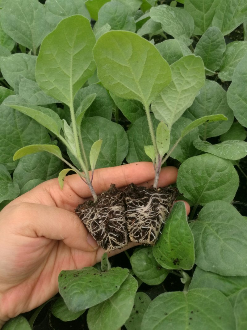 商品性高，深受菜贩喜欢，烧烤型中茄