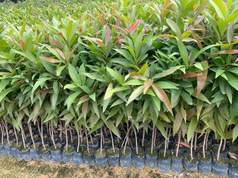 基地直销水蒲桃苗园林绿化苗木四季常青观赏性