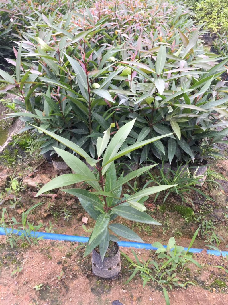 基地直销水蒲桃苗园林绿化苗木四季常青观赏性
