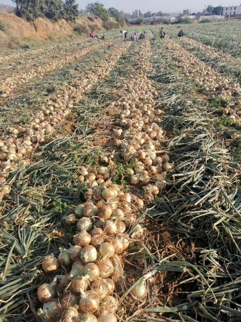 黄皮洋葱黄皮洋葱9厘米以上基地长期供货