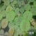 芡实（鸡头）苗批发出售