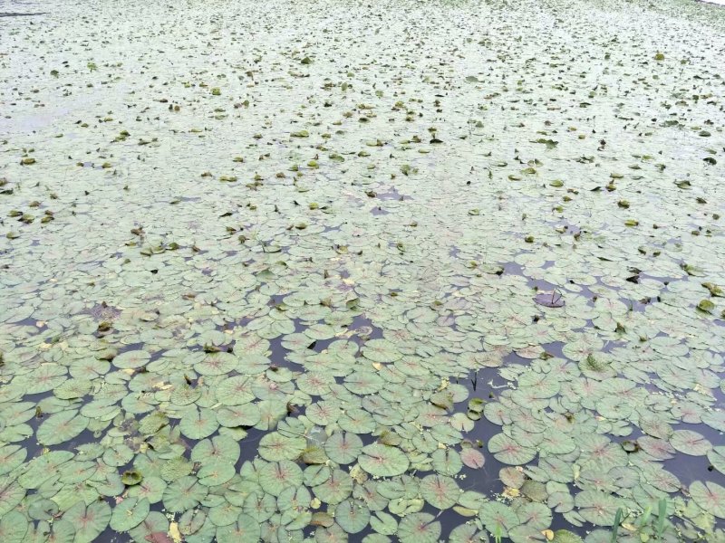 芡实（鸡头）苗批发出售