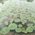 芡实（鸡头）苗批发出售