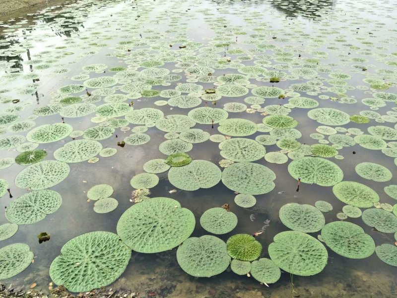 芡实（鸡头）苗批发出售