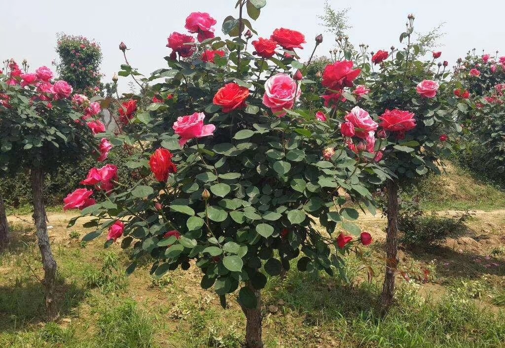 展示一棵盛开的树状月季,树干笔直,花冠丰满,色彩鲜艳 树状月季整体形态展示
