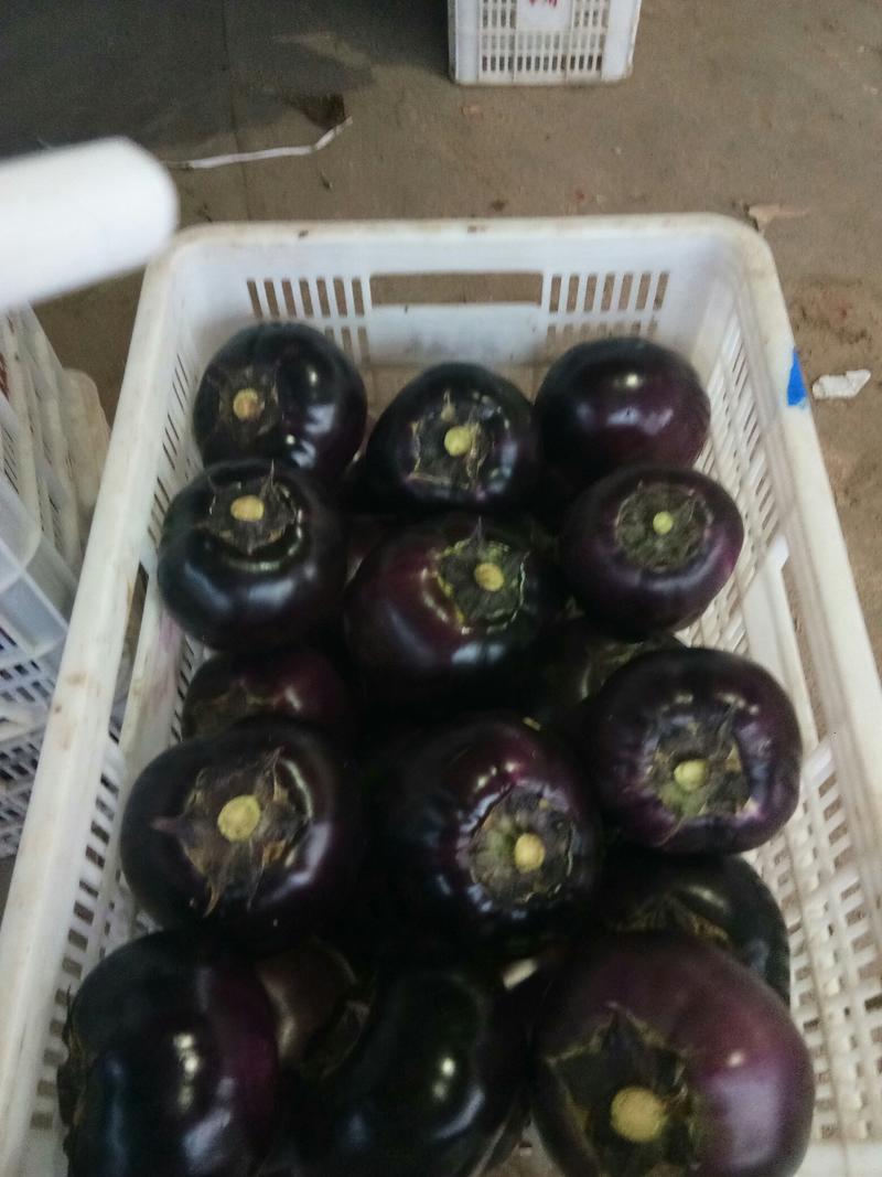 【茄子】山东紫光圆茄供应各大市场电商商超全国发货