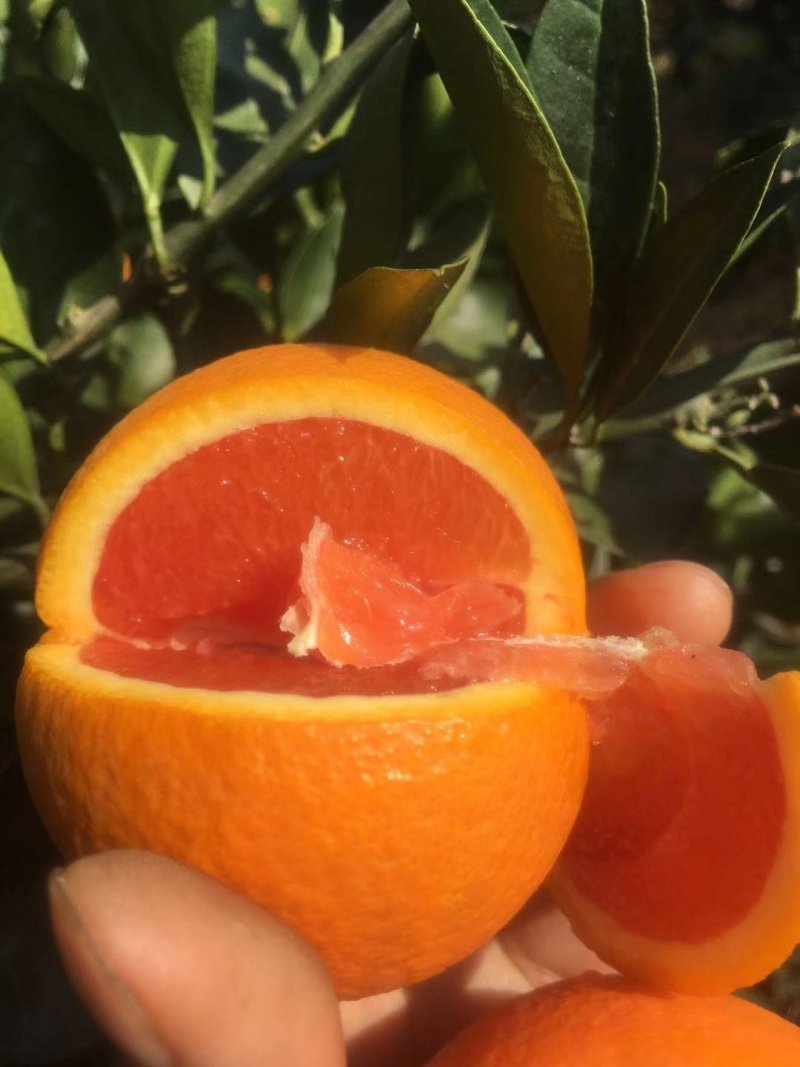 血橙