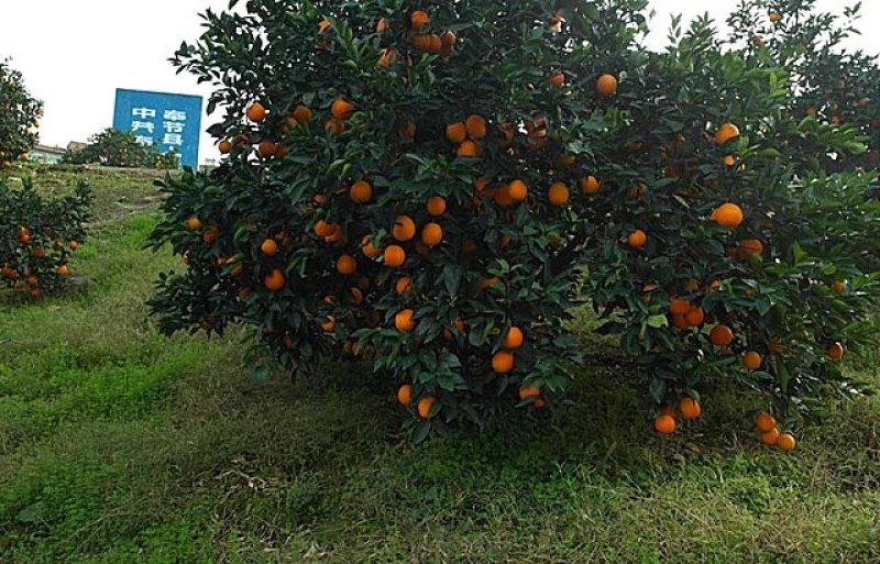 血橙