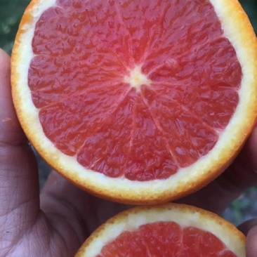 血橙