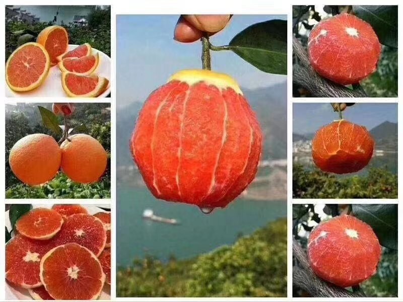 血橙