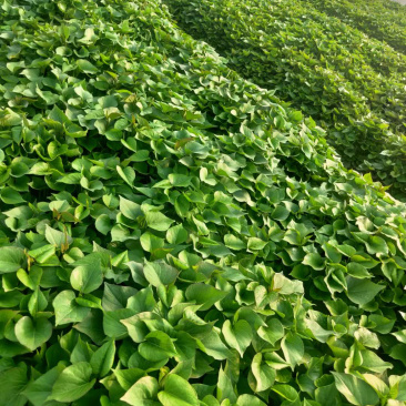 高剪秦5红薯苗