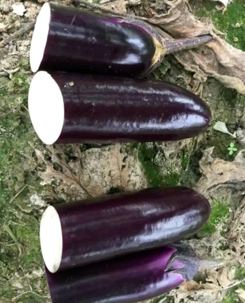 商品性高，深受菜贩喜欢，烧烤型中茄